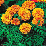 Leafy Tales Marigold Flower Seeds for Balcony Gardening, 500 seeds