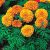 Leafy Tales Marigold Flower Seeds for Balcony Gardening, 500 seeds